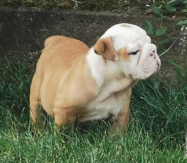Daza English Bulldog