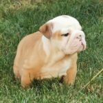Daza-female-english-bulldog-puppy-for-sale- (4)