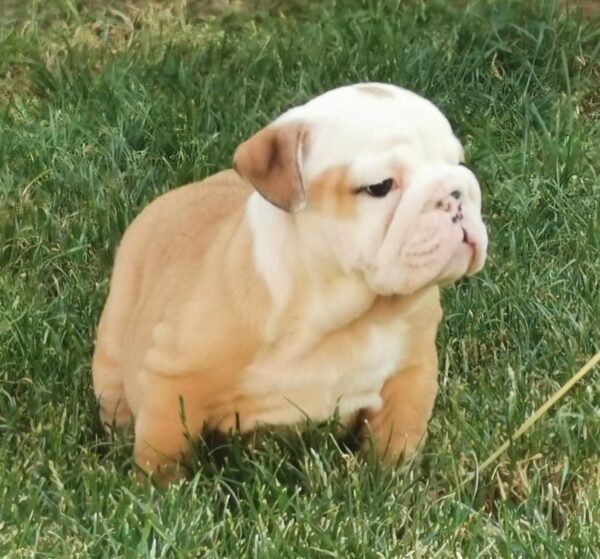 Daza English Bulldog