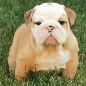 Daza English Bulldog