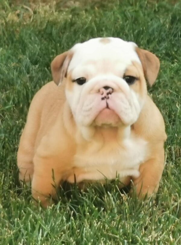 Daza English Bulldog