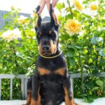 Debussy-male-dobermann-puppy-for-sale-1