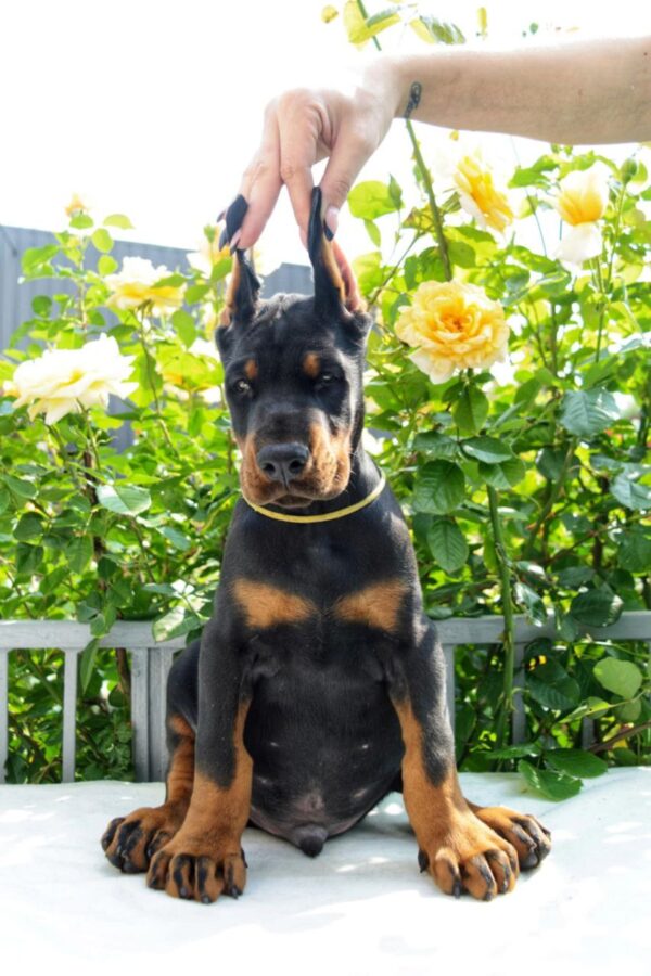 Debussy Dobermann