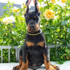 Debussy Dobermann