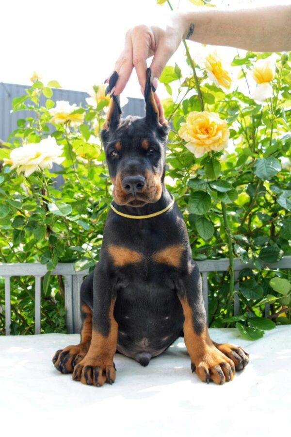 Debussy Dobermann