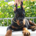 Debussy-male-dobermann-puppy-for-sale-3