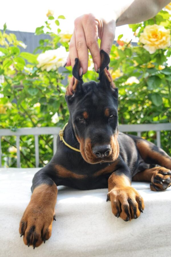 Debussy Dobermann