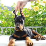 Debussy-male-dobermann-puppy-for-sale-4
