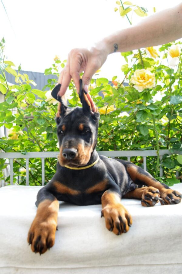 Debussy Dobermann