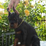 Debussy-male-dobermann-puppy-for-sale-5
