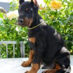 Debussy-male-dobermann-puppy-for-sale-6
