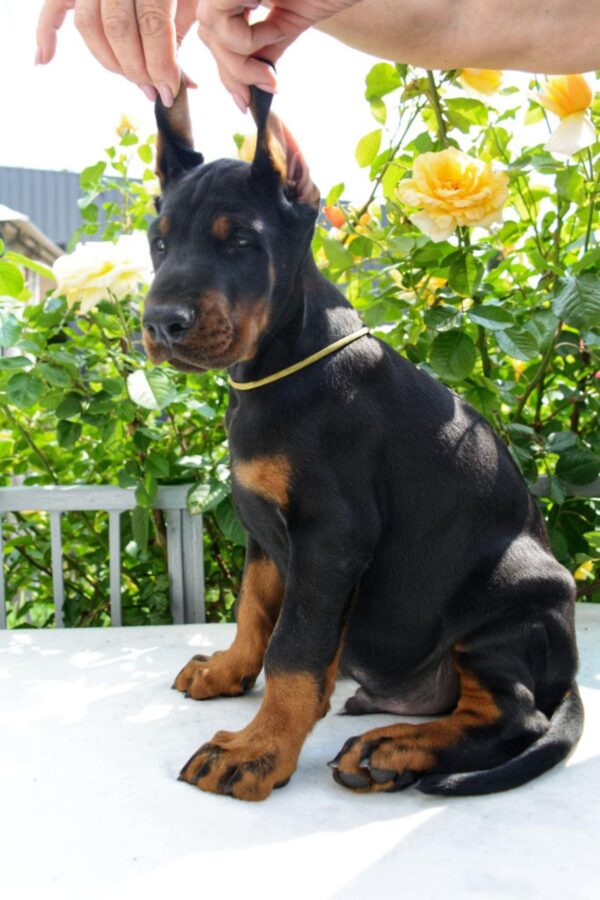 Debussy Dobermann