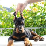 Debussy-male-dobermann-puppy-for-sale-7