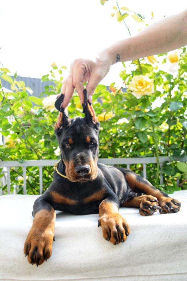 Debussy Dobermann