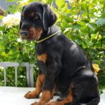 Debussy-male-dobermann-puppy-for-sale-8