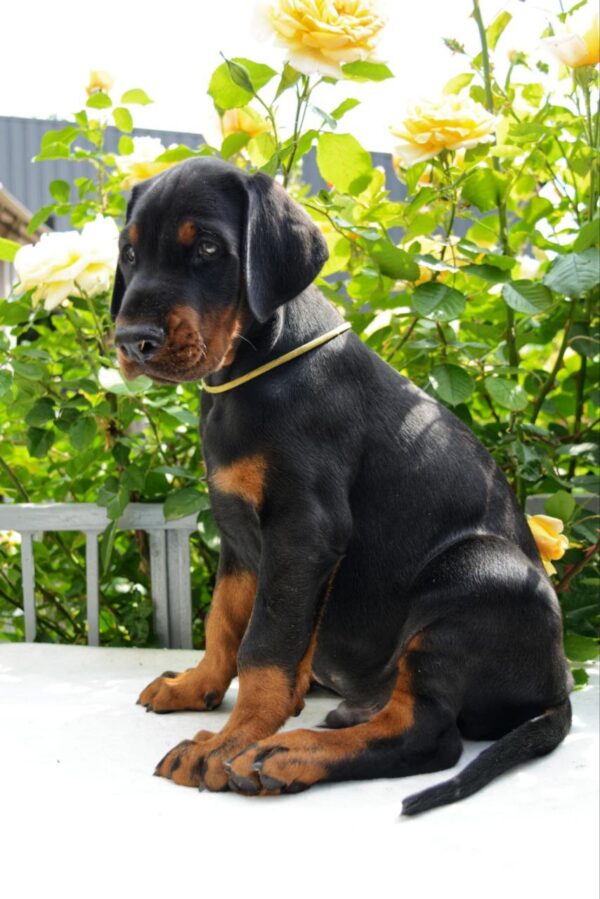 Debussy Dobermann