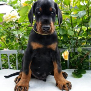 Debussy Dobermann