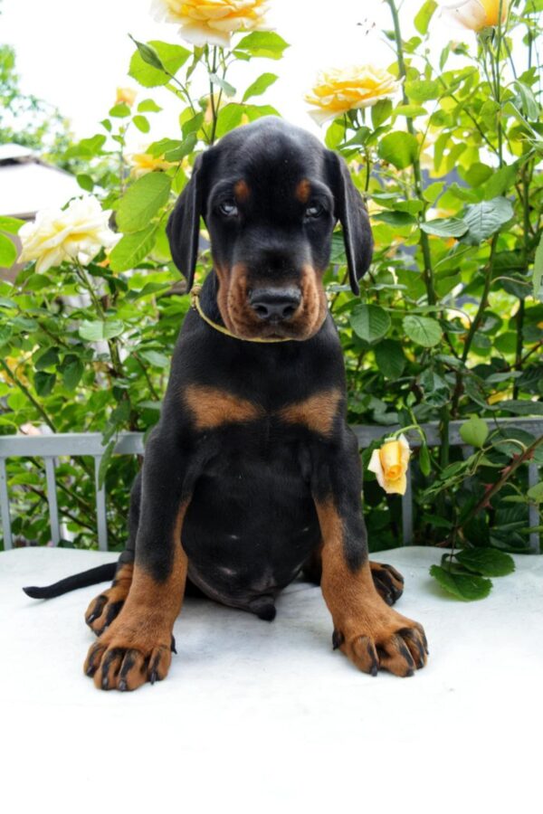 Debussy Dobermann