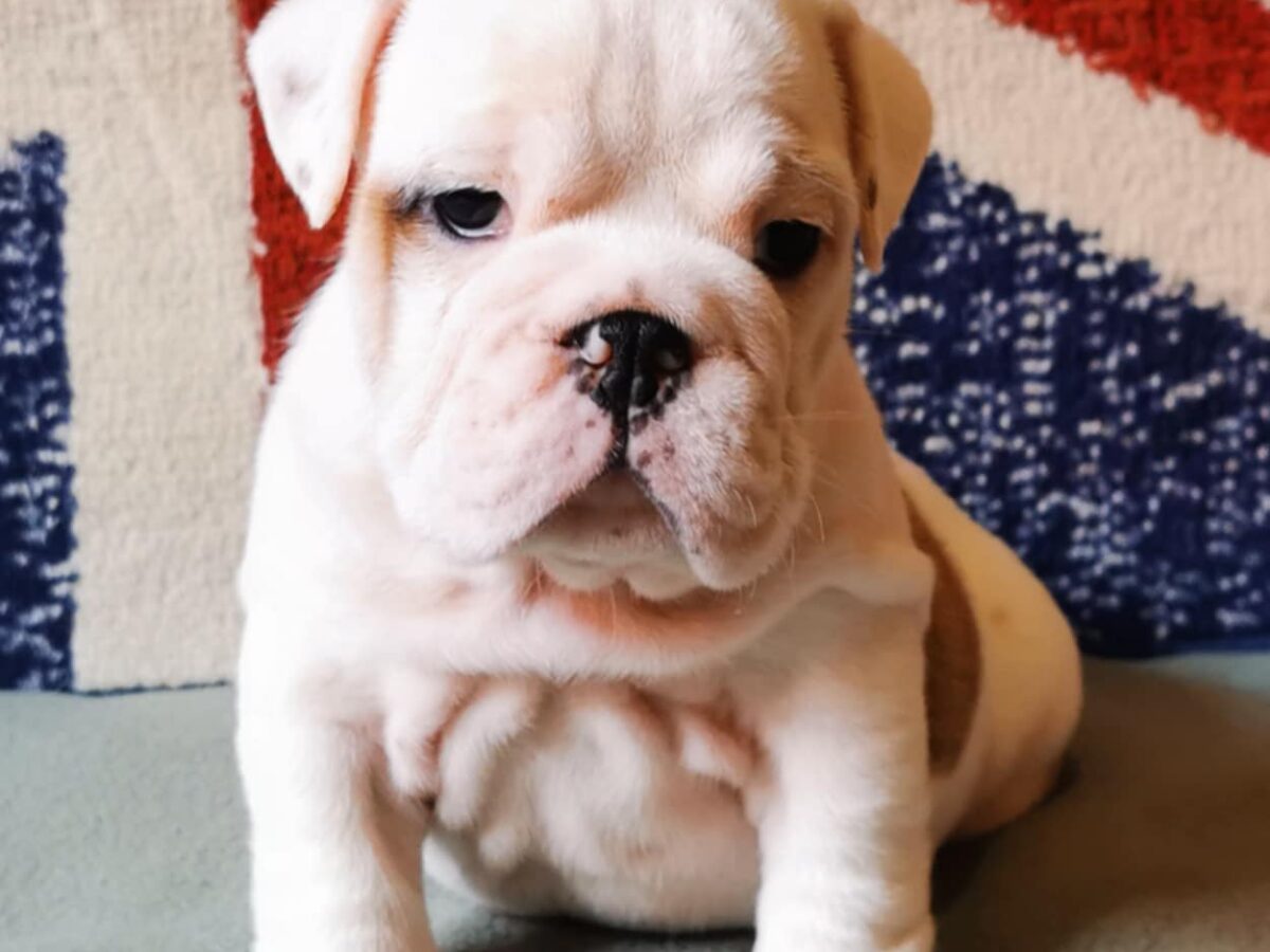 bulldog pups old southern white american bulldogs for sale