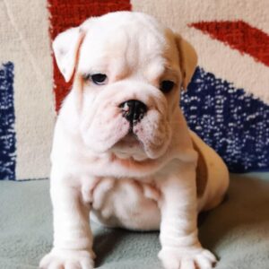 Denis English Bulldog