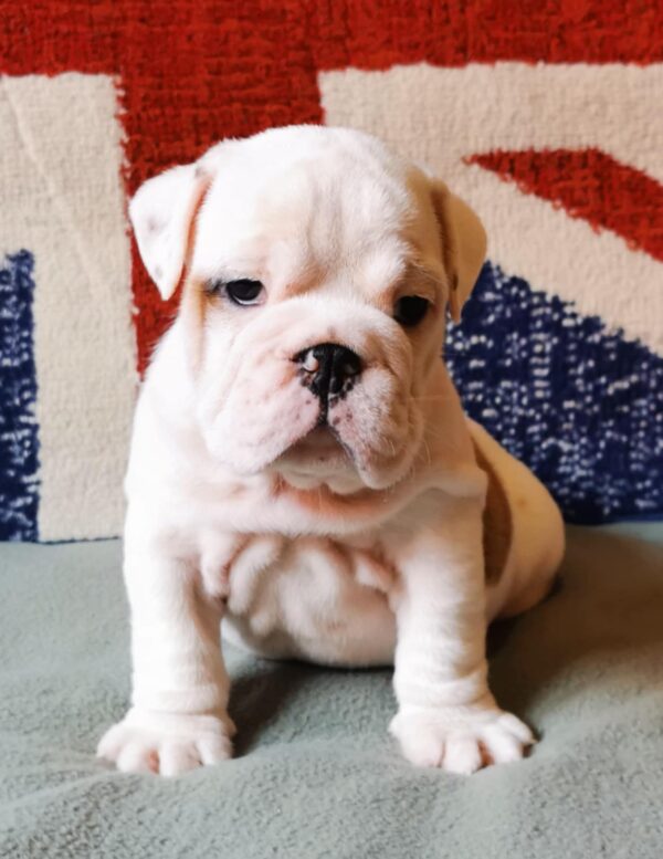 Denis English Bulldog