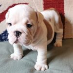 Denis-male-English-bulldog-puppy-for-sale-1 (2)