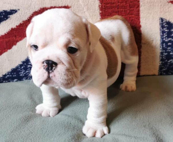 Denis English Bulldog