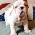 Denis-male-English-bulldog-puppy-for-sale-1 (3)