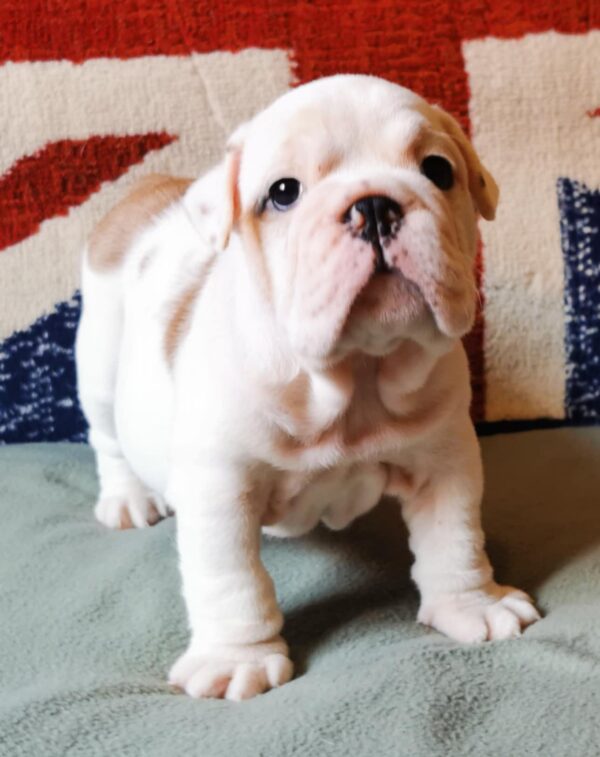 Denis English Bulldog