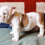 Denis-male-English-bulldog-puppy-for-sale-1 (4)