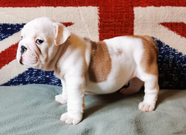 Denis English Bulldog
