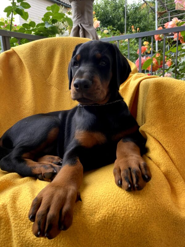 Diva Dobermann