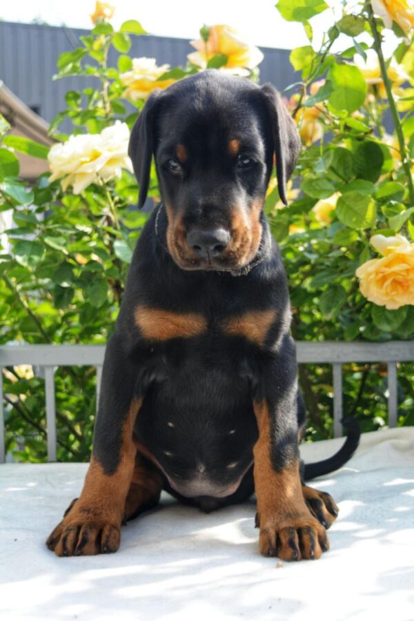 Diva Dobermann