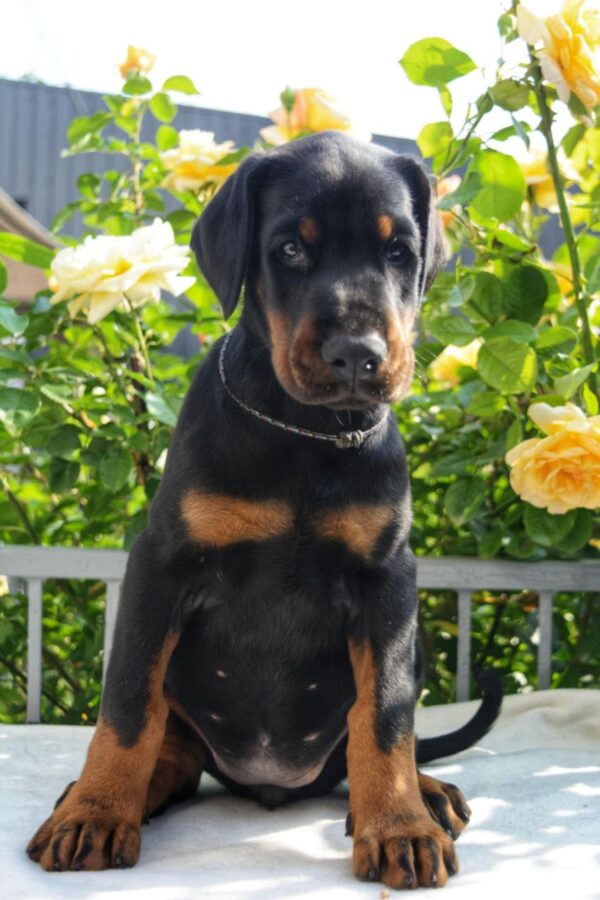 Diva Dobermann