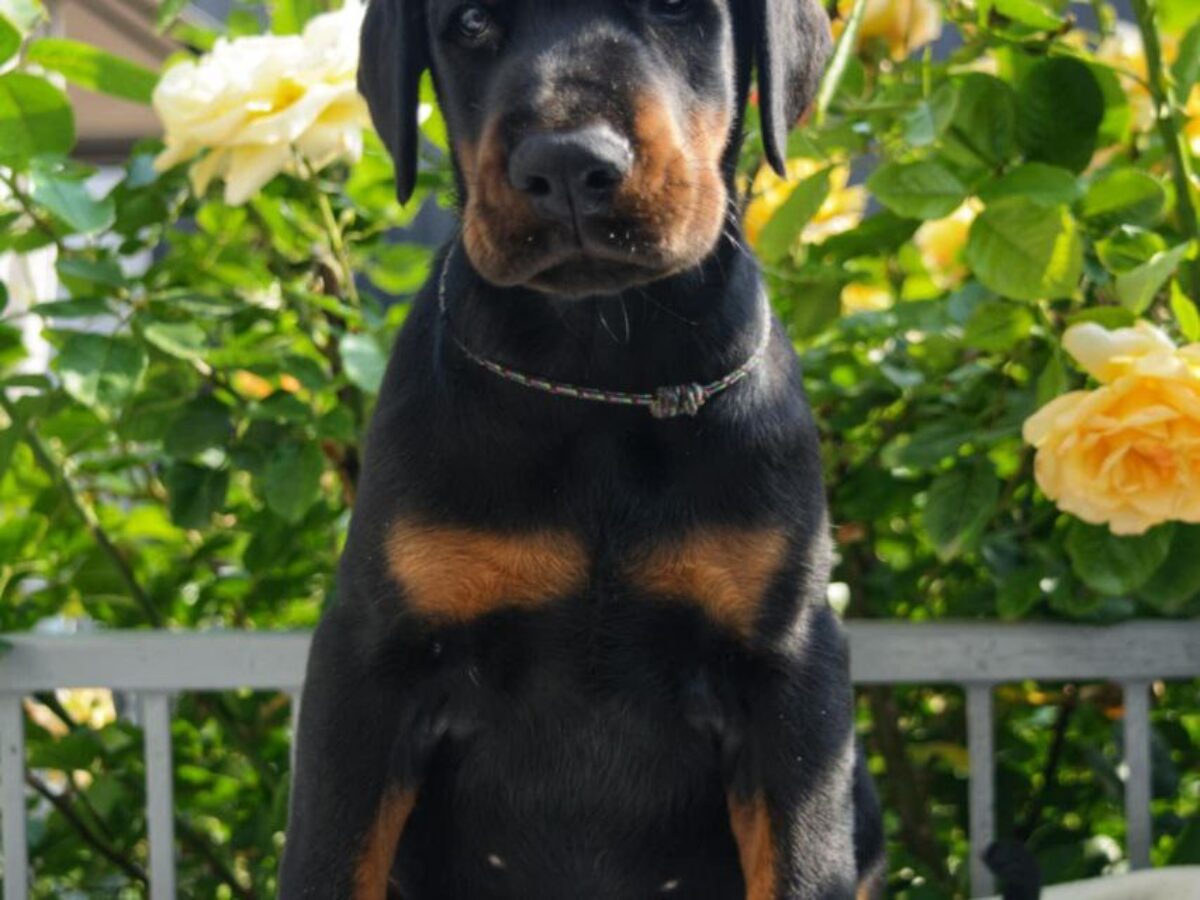 Doberman Pitbull Cross Rottweiler Puppies For Sale Dobermann Dogs