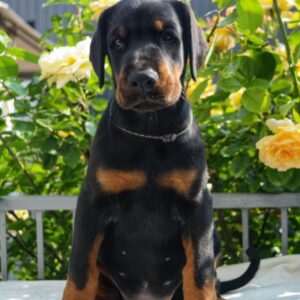 Diva Dobermann