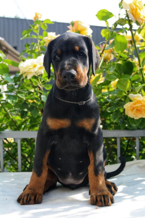Diva Dobermann