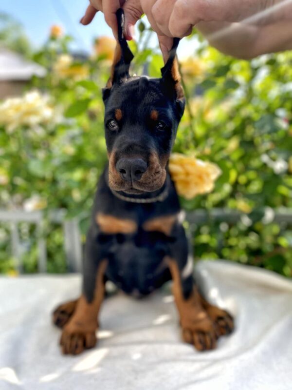 Diva Dobermann