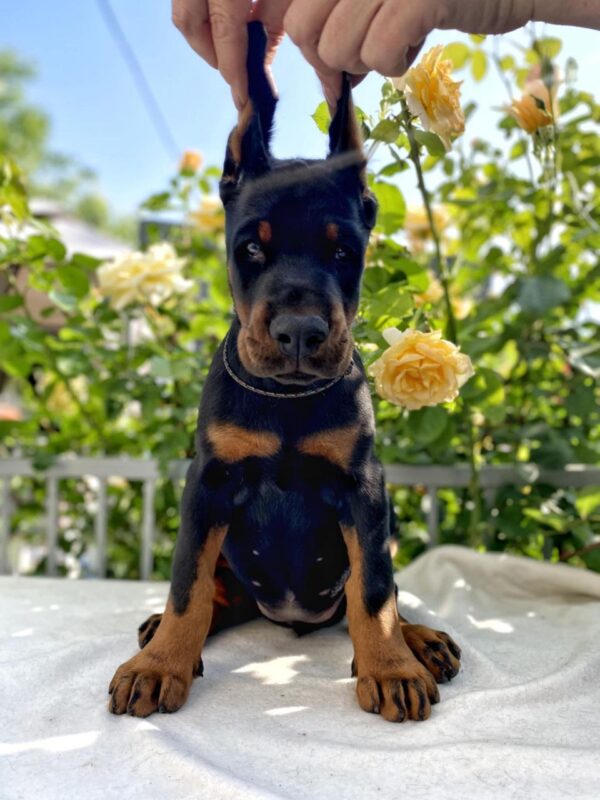 Diva Dobermann