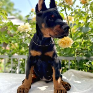 Diva Dobermann