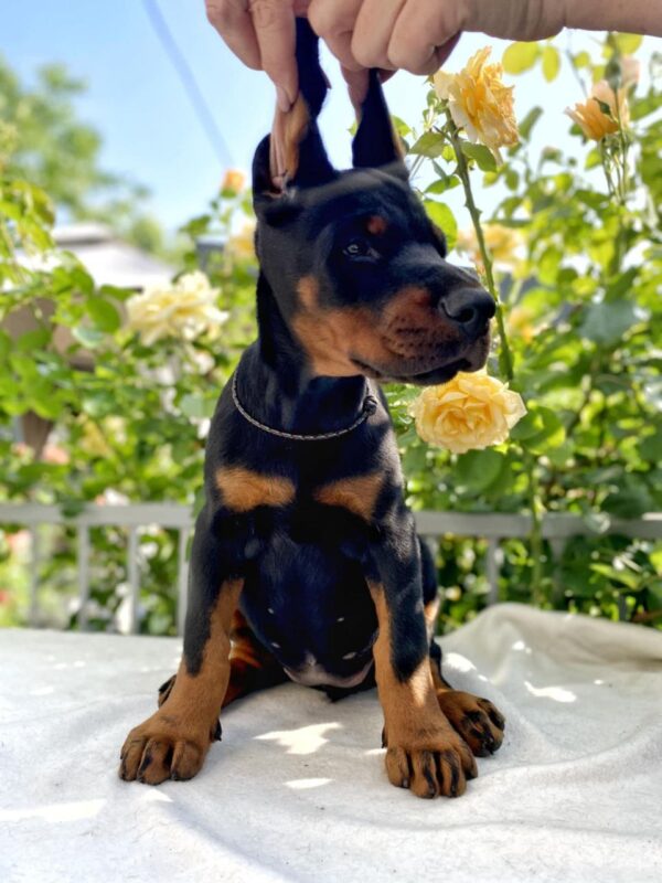Diva Dobermann