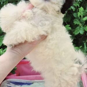 Domino Maltipoo