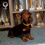 Alice Dachshund