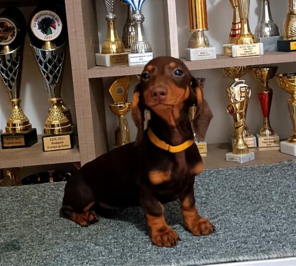 Emily Dachshund
