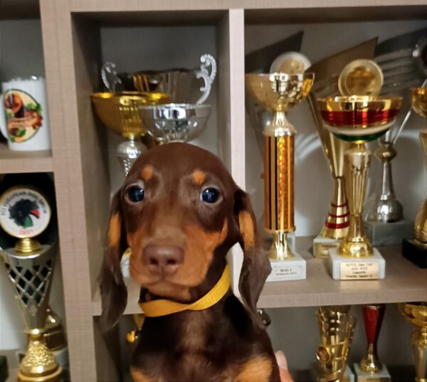 Emily Dachshund
