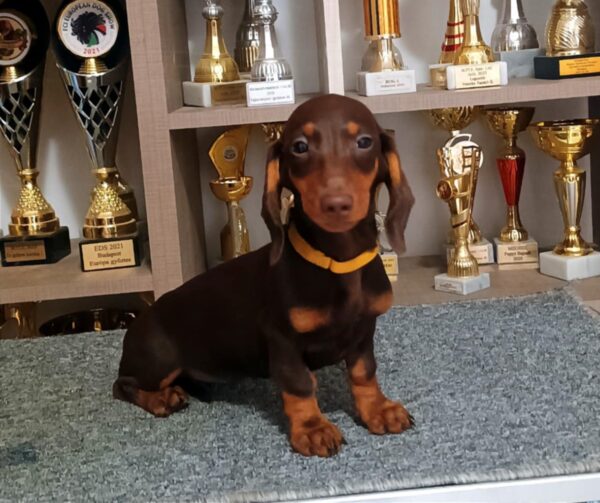 Emily Dachshund
