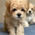 Emma-female-Maltipoo-puppy-for-sale-1