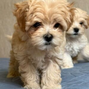 Emma Maltipoo