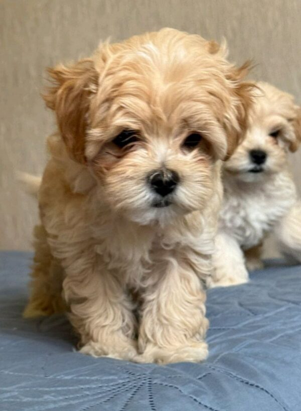 Emma Maltipoo