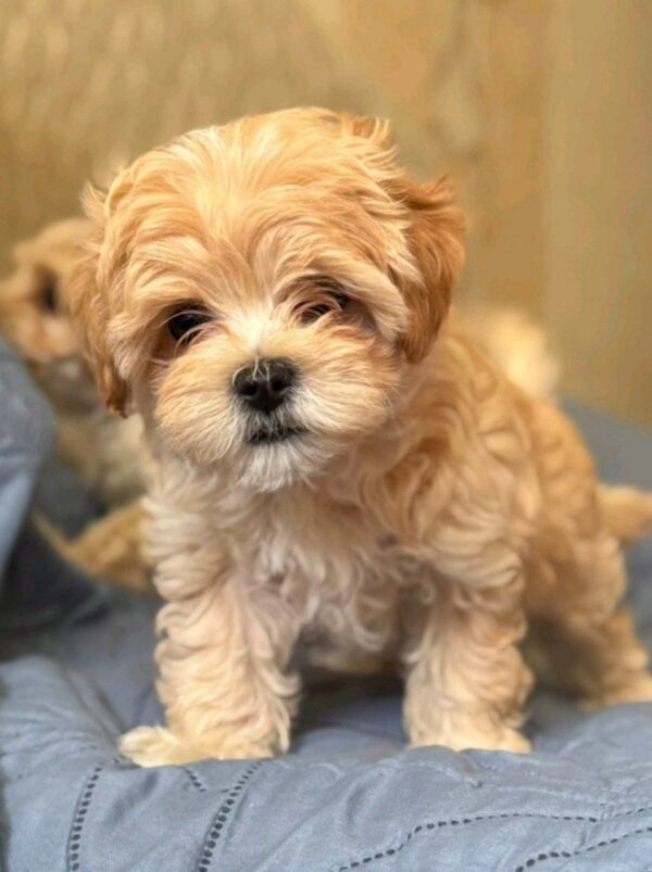 Emma Maltipoo